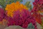 USA, Colorado, Fort Collins. Fall foliage colors. Art Print